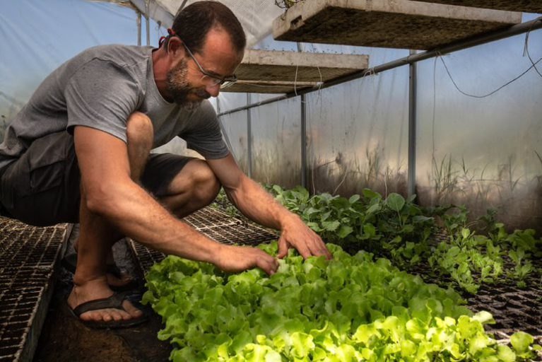 A farmer checks lettuces in a greenhouse.