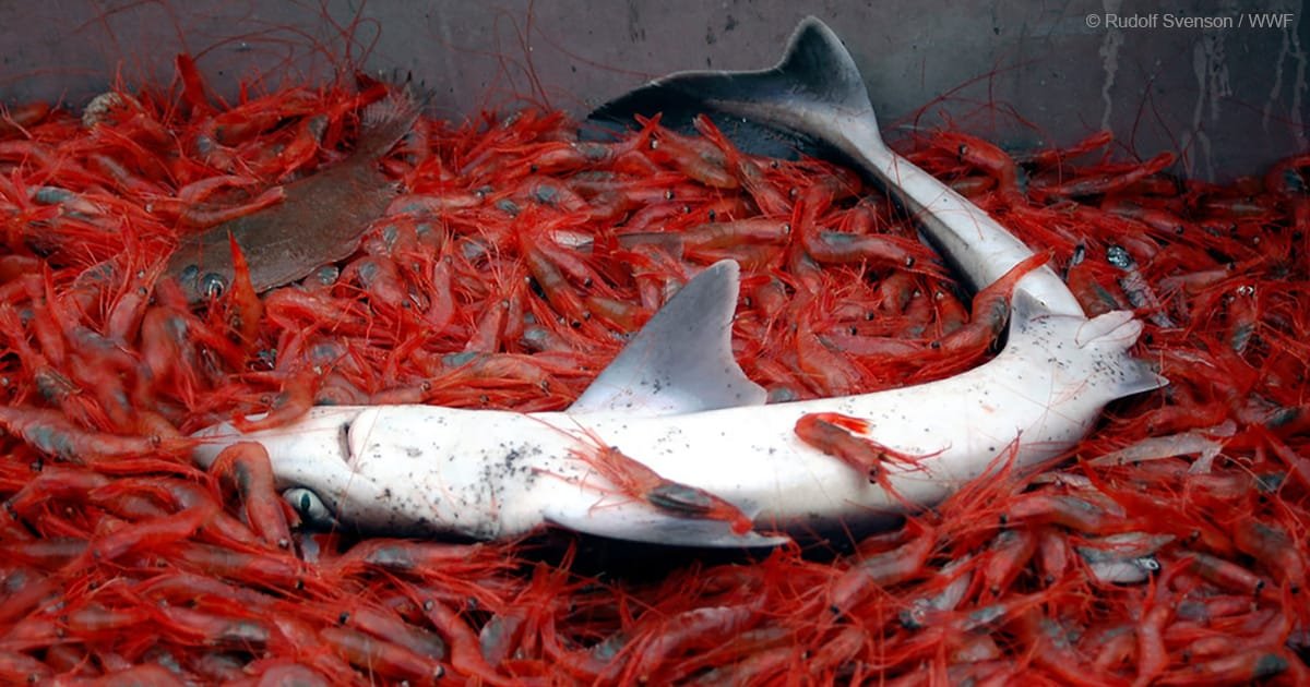 El 'bluewashing' de la pesca de arrastre y del km0: la extinción de la pesca de artes menores