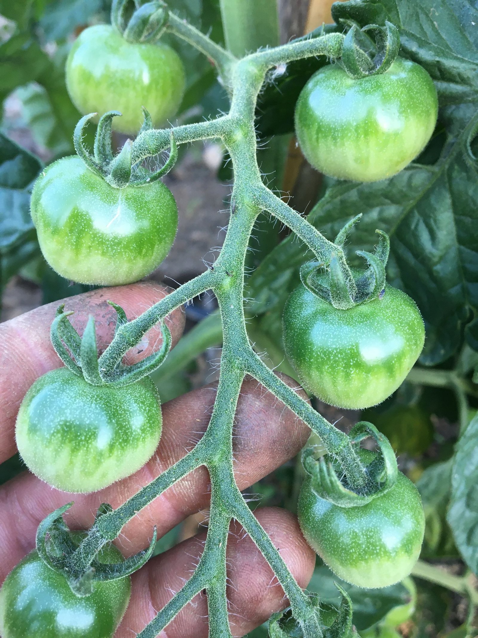 Placeholder: Horta de Tramuntana